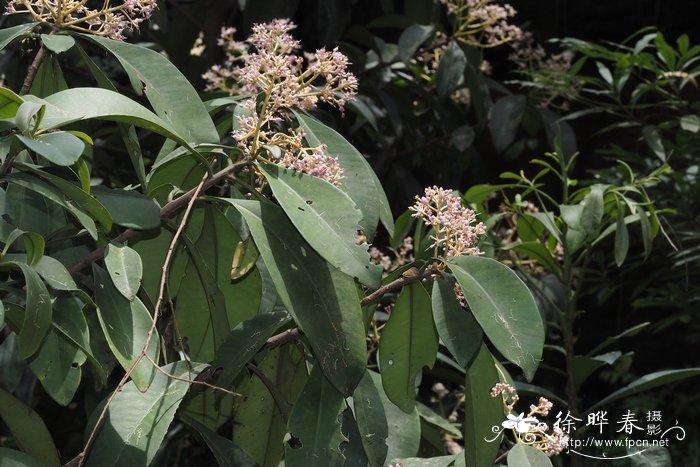 密鳞紫金牛Ardisia densilepidotula 密鳞紫金牛Ardisia densilepidotula