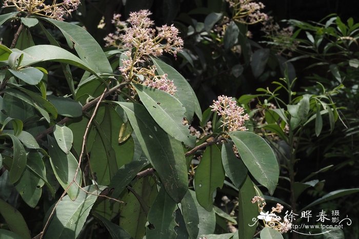 密鳞紫金牛Ardisia densilepidotula