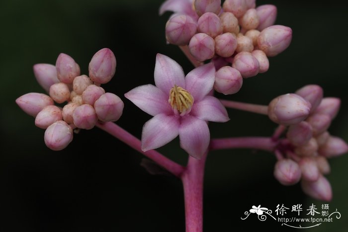 矮紫金牛 Ardisia humilis 矮紫金牛 Ardisia humilis