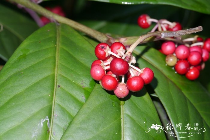 矮紫金牛 Ardisia humilis 矮紫金牛 Ardisia humilis