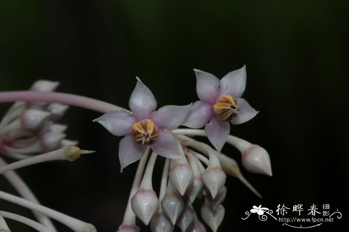 铜盆花 Ardisia obtusa