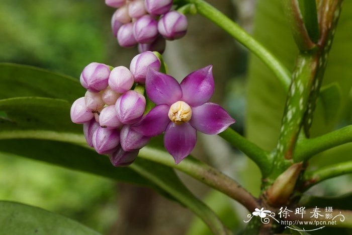 酸薹菜Ardisia solanacea 酸薹菜Ardisia solanacea