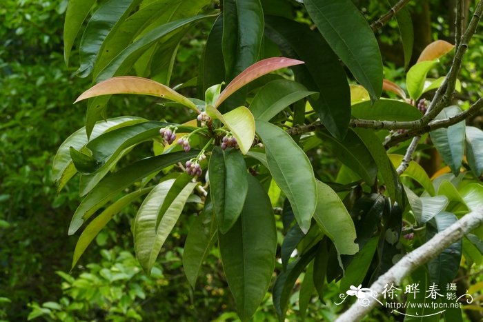 酸薹菜Ardisia solanacea 酸薹菜Ardisia solanacea