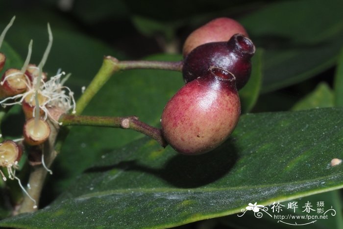 黑嘴蒲桃Syzygium bullockii 黑嘴蒲桃Syzygium bullockii