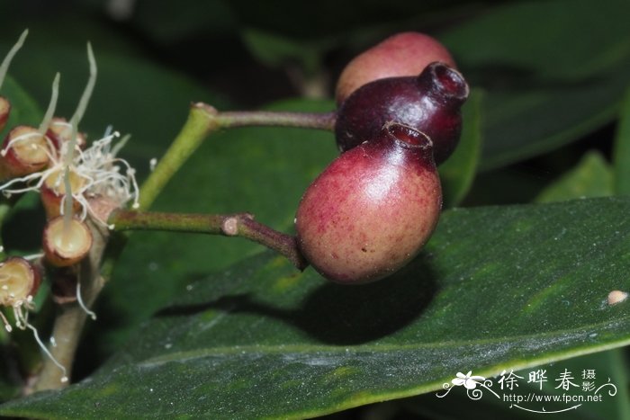 黑嘴蒲桃Syzygium bullockii