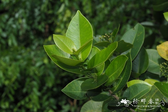 黑嘴蒲桃Syzygium bullockii 黑嘴蒲桃Syzygium bullockii
