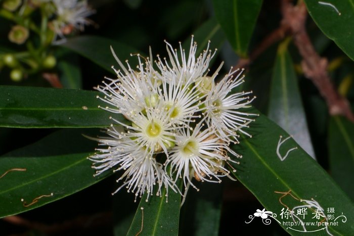 水竹蒲桃Syzygium fluviatile