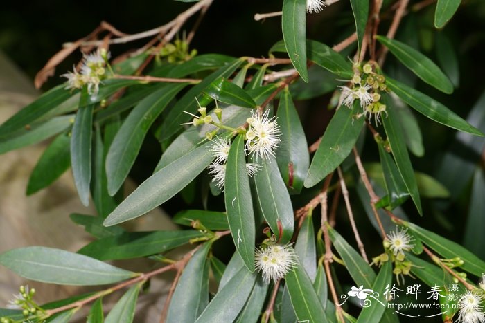 水竹蒲桃Syzygium fluviatile