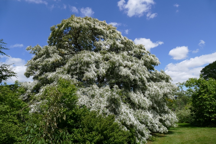 流苏树 Chionanthus retusus 流苏树 Chionanthus retusus