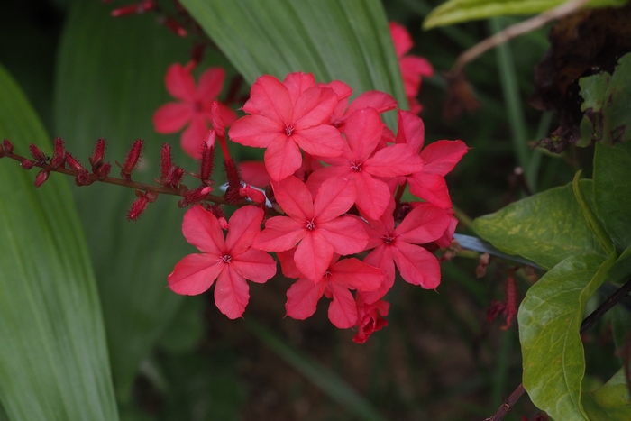 红花丹Plumbago indica 红花丹Plumbago indica