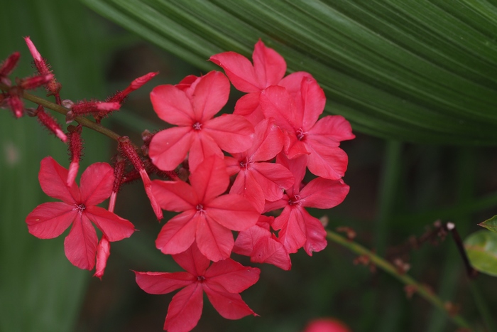 红花丹Plumbago indica 红花丹Plumbago indica