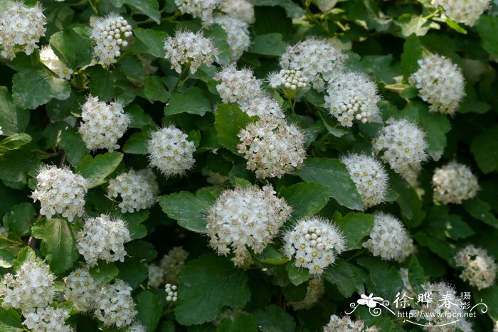 风箱果 Physocarpus amurensis 风箱果 Physocarpus amurensis