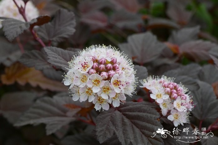 ‘紫叶’风箱果Physocarpus opulifolius 'Summer Wine' ‘紫叶’风箱果Physocarpus opulifolius 'Summer Wine'