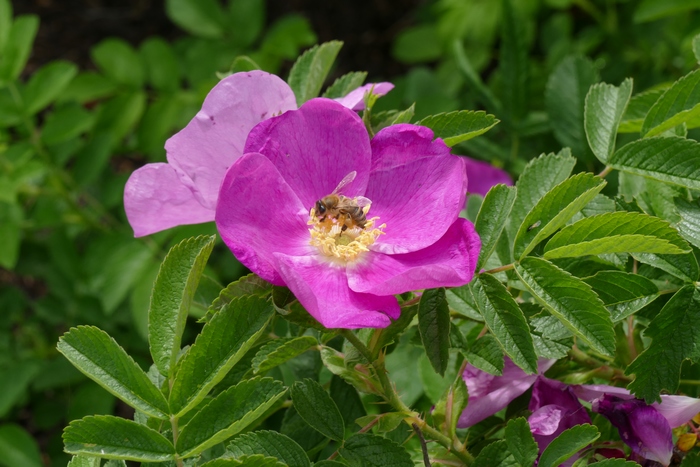 玫瑰Rosa rugosa