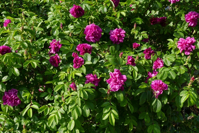 玫瑰Rosa rugosa