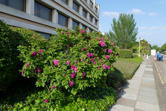玫瑰Rosa rugosa 玫瑰Rosa rugosa