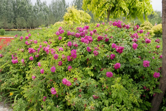 玫瑰Rosa rugosa