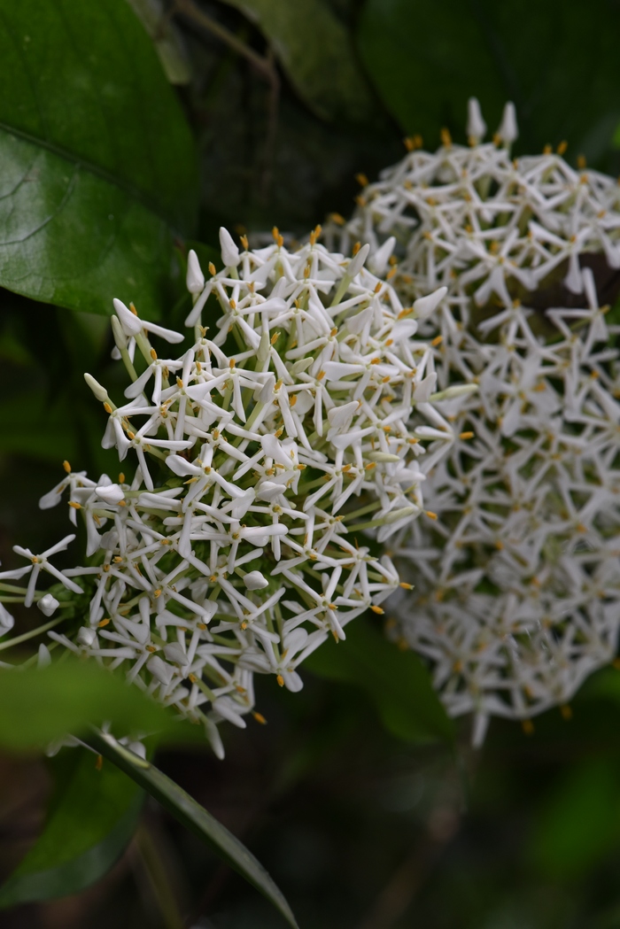 海南龙船花Ixora hainanensis