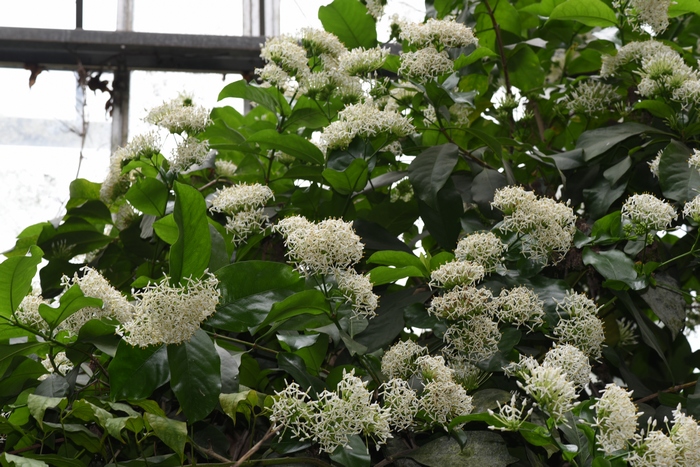 海南龙船花Ixora hainanensis