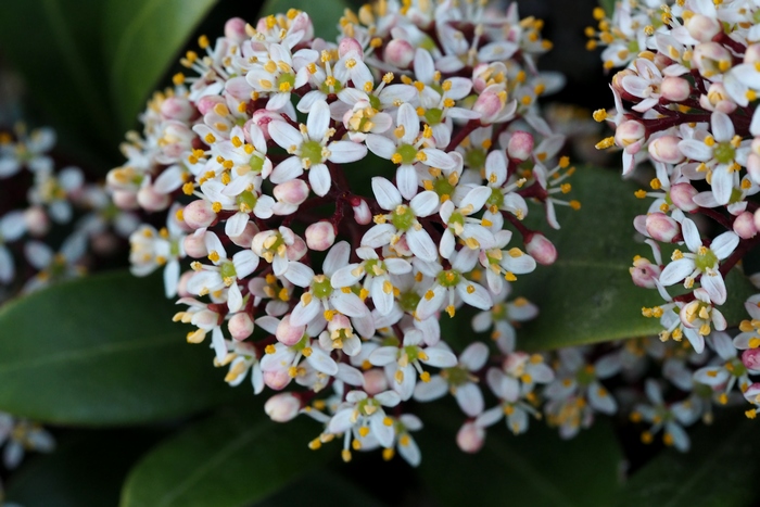 日本茵芋Skimmia japonica 日本茵芋Skimmia japonica