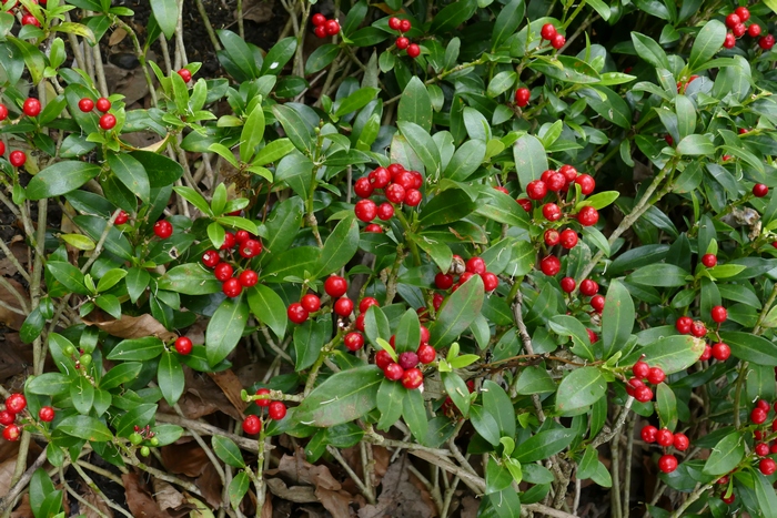 日本茵芋Skimmia japonica 日本茵芋Skimmia japonica