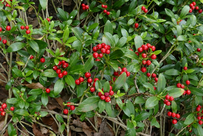 日本茵芋Skimmia japonica