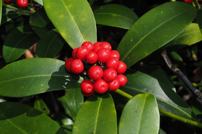 日本茵芋Skimmia japonica 日本茵芋Skimmia japonica