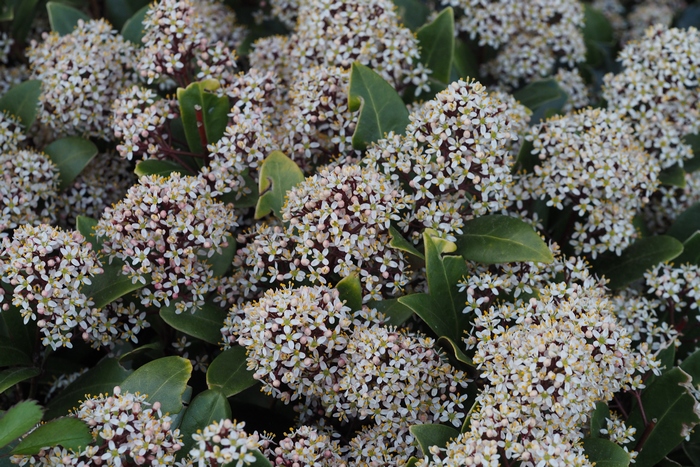 日本茵芋Skimmia japonica 日本茵芋Skimmia japonica