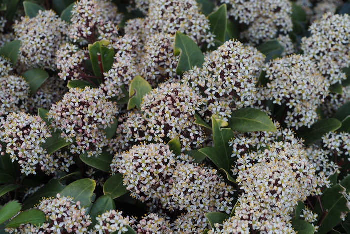 日本茵芋Skimmia japonica