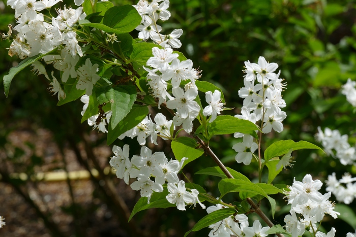 溲疏Deutzia scabra 溲疏Deutzia scabra