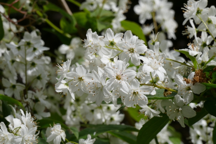 溲疏Deutzia scabra 溲疏Deutzia scabra