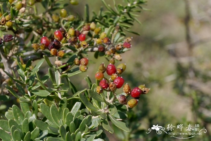 小果白刺Nitraria sibirica 小果白刺Nitraria sibirica