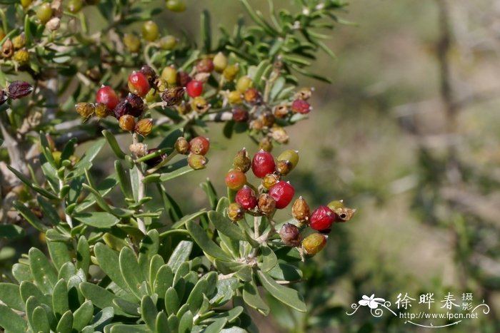 小果白刺Nitraria sibirica