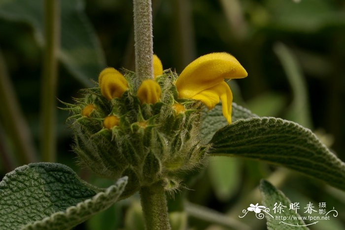 浅黄糙苏 Phlomis bourgaei 浅黄糙苏 Phlomis bourgaei