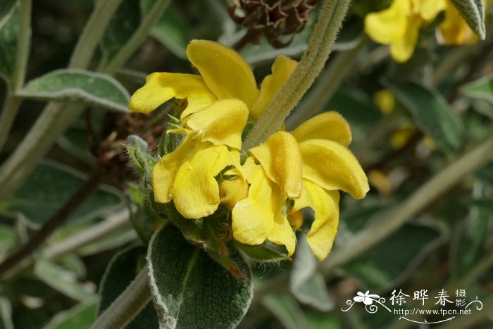 橙花糙苏Phlomis fruticosa 橙花糙苏Phlomis fruticosa