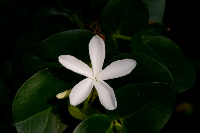 大花假虎刺Carissa macrocarpa 大花假虎刺Carissa macrocarpa