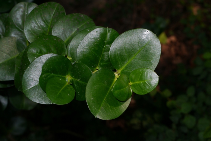 大花假虎刺Carissa macrocarpa