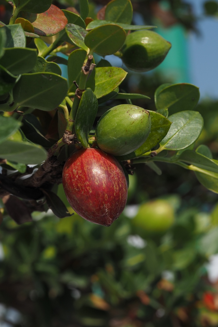 大花假虎刺Carissa macrocarpa 大花假虎刺Carissa macrocarpa