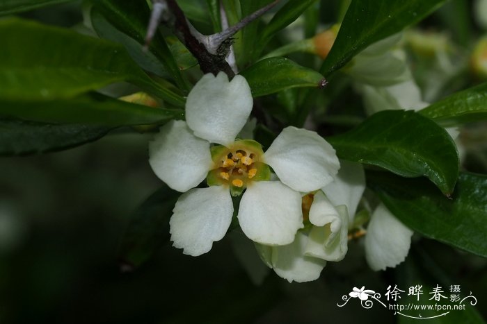 蕤核Prinsepia uniflora 蕤核Prinsepia uniflora