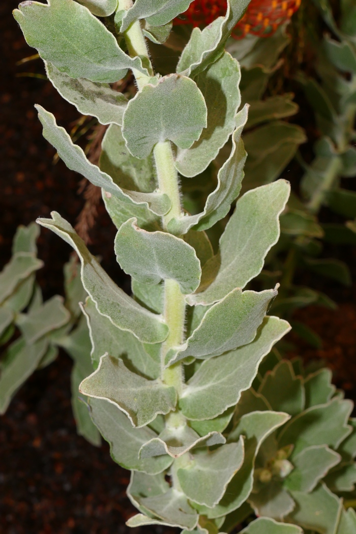 针垫花Leucospermum cordifolium