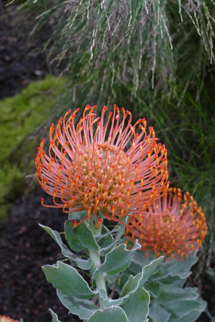 针垫花Leucospermum cordifolium