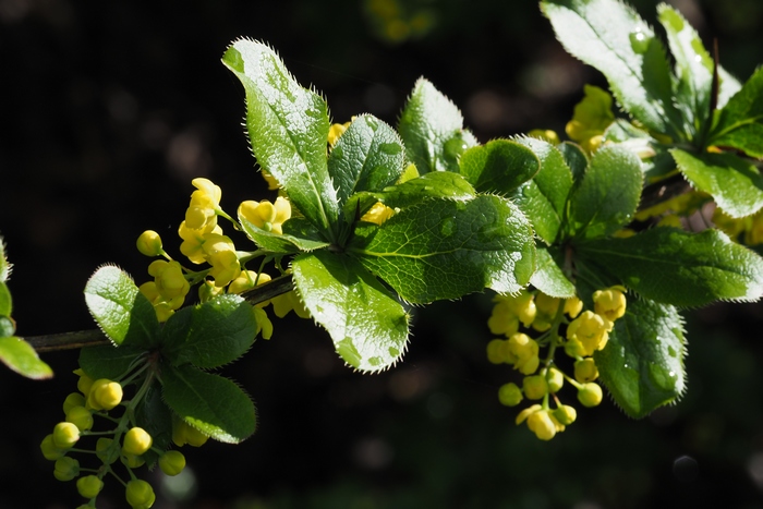 黄芦木Berberis amurensis