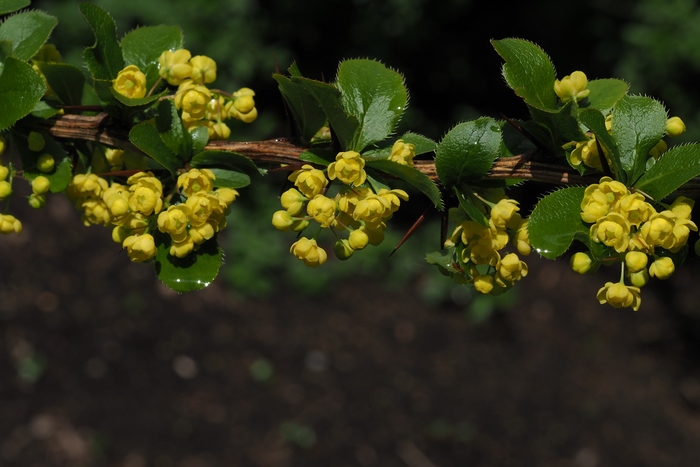 黄芦木Berberis amurensis 黄芦木Berberis amurensis
