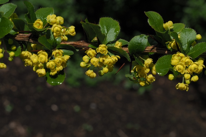 黄芦木Berberis amurensis