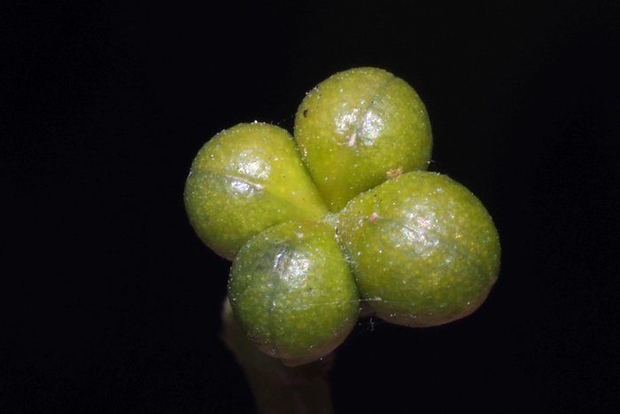 爪叶洋茱萸Euodia suaveolens var. ridleyi