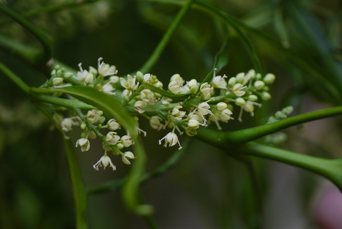 爪叶洋茱萸Euodia suaveolens var. ridleyi 爪叶洋茱萸Euodia suaveolens var. ridleyi