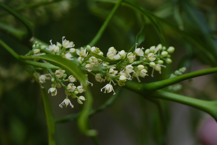 爪叶洋茱萸Euodia suaveolens var. ridleyi