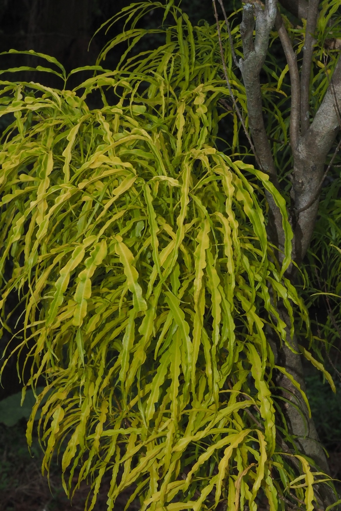 爪叶洋茱萸Euodia suaveolens var. ridleyi