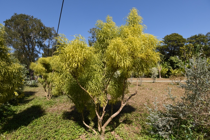 爪叶洋茱萸Euodia suaveolens var. ridleyi