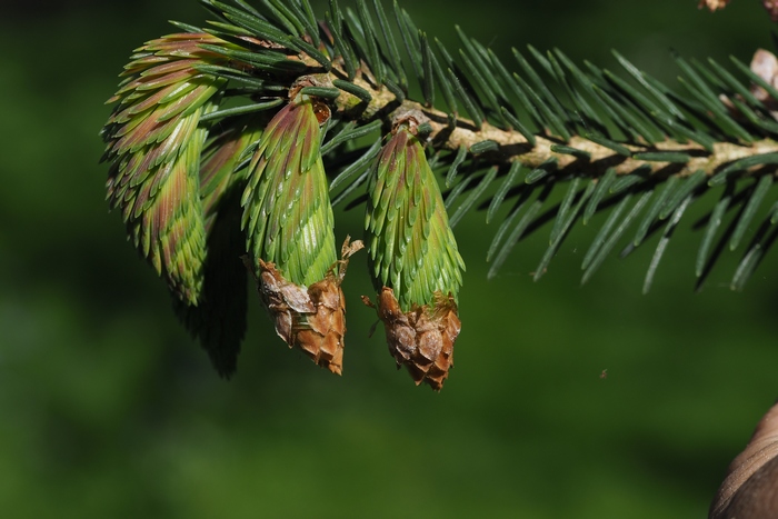 丽江云杉Picea likiangensis 丽江云杉Picea likiangensis